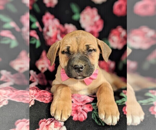 Medium Photo #6 Boerboel Puppy For Sale in NOTTINGHAM, PA, USA