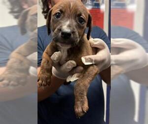 Mutt Dogs for adoption in Bakersfield, CA, USA