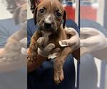Small Mutt