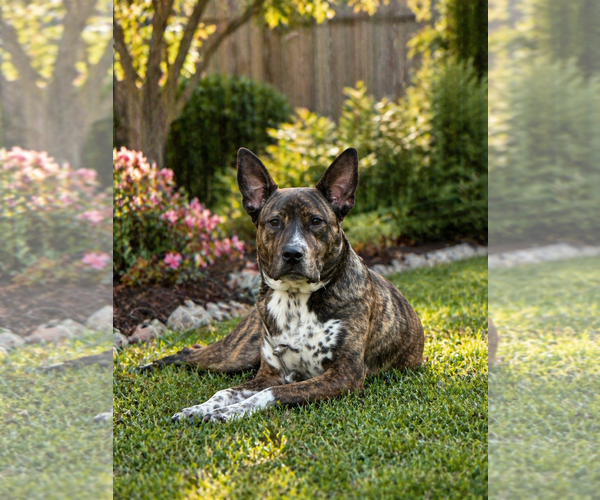 Medium Photo #1 Plott Hound-Unknown Mix Puppy For Sale in McKinney, TX, USA
