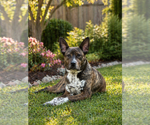 Plott Hound-Unknown Mix Dogs for adoption in McKinney, TX, USA