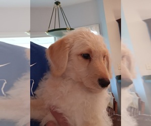 Double Doodle Puppy for sale in JEFFERSONTOWN, KY, USA