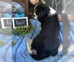 Small #5 Cavalier King Charles Spaniel