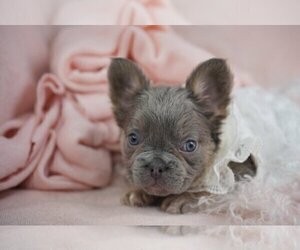 French Bulldog Puppy for sale in TAMPA, FL, USA