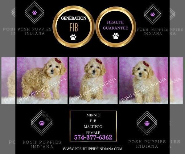 Medium Photo #8 Maltipoo (Miniature) Puppy For Sale in WARSAW, IN, USA