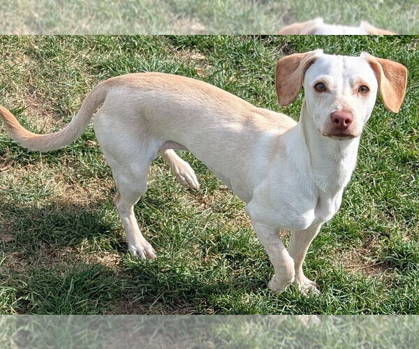 Medium Photo #1 Jackshund Puppy For Sale in San Bernardino, CA, USA