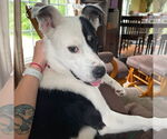 Small #5 American Pit Bull Terrier Mix