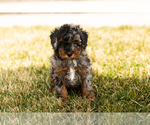 Small Photo #8 Poodle (Miniature) Puppy For Sale in MILLERSBURG, IN, USA