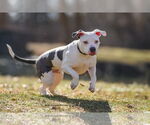 Small #14 American Pit Bull Terrier Mix