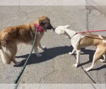 Small #2 Anatolian Shepherd Mix