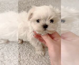 Maltese Puppy for sale in SAN DIEGO, CA, USA
