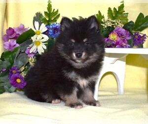 Pomsky Puppy for sale in BARNESVILLE, KS, USA