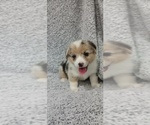 Puppy Halley Welsh Cardigan Corgi