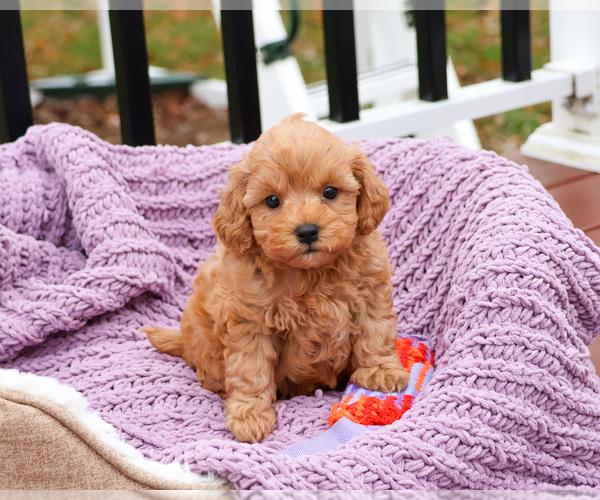 Medium Photo #5 Cavapoo (Miniature) Puppy For Sale in SYRACUSE, IN, USA