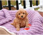 Small #4 Cavapoo (Miniature)