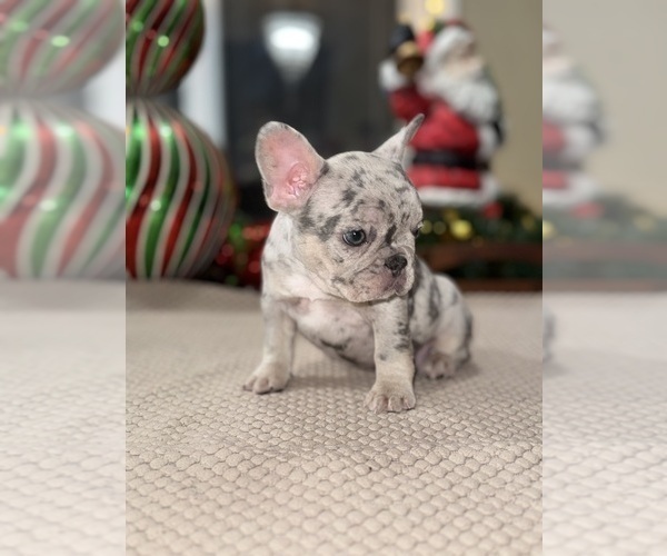 Medium Photo #3 French Bulldog Puppy For Sale in HILTON, NY, USA