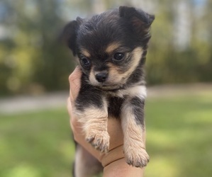 Chihuahua Puppy for sale in CASTLE HAYNE, NC, USA