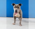Small #1 American Pit Bull Terrier