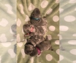 Small Photo #15 French Bulldog Puppy For Sale in PLACERVILLE, CA, USA