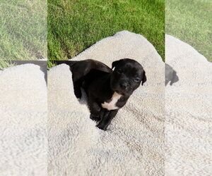 American Staffordshire Terrier-Labrador Retriever Mix Dogs for adoption in Atlanta, GA, USA