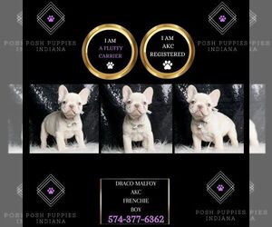 French Bulldog Puppy for sale in WARSAW, IN, USA