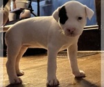 Small Photo #16 American Pit Bull Terrier Puppy For Sale in ZANESVILLE, OH, USA