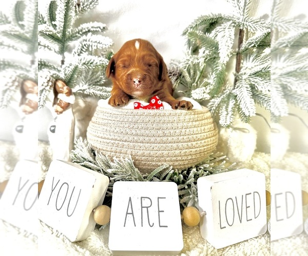 Medium Photo #7 Australian Labradoodle-Goldendoodle Mix Puppy For Sale in BAKERSFIELD, CA, USA