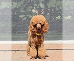 Small #4 Poodle (Miniature)
