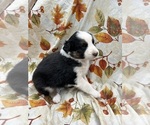 Small Photo #28 Australian Shepherd Puppy For Sale in COTOPAXI, CO, USA