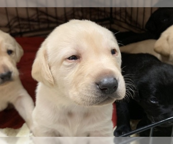 Medium Photo #9 Labrador Retriever Puppy For Sale in WILSONVILLE, OR, USA