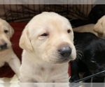 Small Photo #9 Labrador Retriever Puppy For Sale in WILSONVILLE, OR, USA
