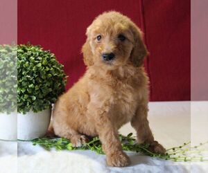 Goldendoodle-Poodle (Miniature) Mix Puppy for sale in GORDONVILLE, PA, USA