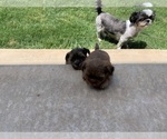 Small Photo #7 Shorkie Tzu Puppy For Sale in EDMOND, OK, USA