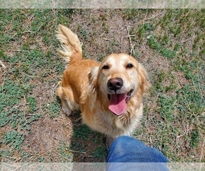 Mother of the Golden Mountain Dog puppies born on 10/31/2025