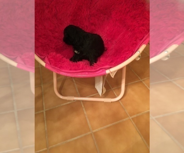 Medium Photo #5 Portuguese Water Dog Puppy For Sale in BROOKFIELD, WI, USA