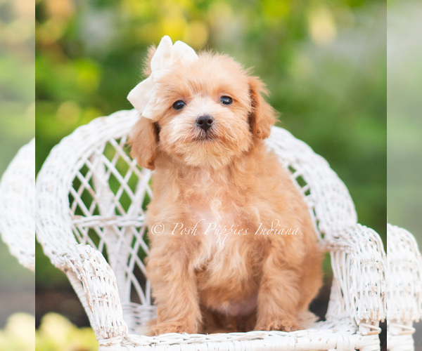 Medium Photo #79 Maltipoo (Miniature) Puppy For Sale in WARSAW, IN, USA
