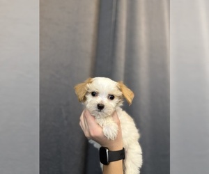 Yorkipoo Puppy for sale in PORTLAND, OR, USA