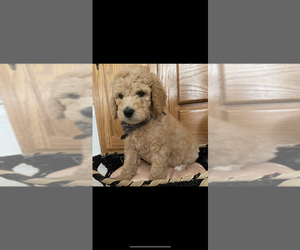 Poodle (Standard) Puppy for sale in TRINIDAD, CO, USA