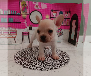 French Bulldog Puppy for sale in PORTLAND, OR, USA