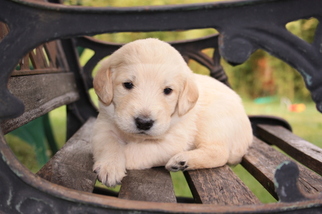 Labradoodle Puppy for sale in OGDEN, UT, USA