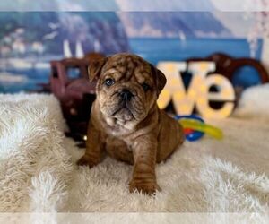 English Bulldog Puppy for sale in OOLOGAH, OK, USA