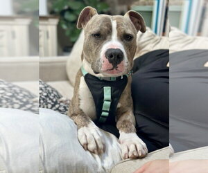 Ronnie - Male American Pit Bull Terrier Dog for Adoption - Photo #11