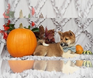 Shiba Inu Puppy for sale in LANCASTER, PA, USA