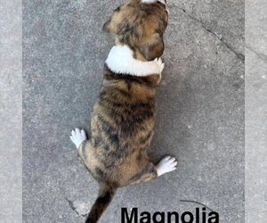 Magnolia - Female Chihuahua-Unknown Mix Dog for Adoption - Photo #2