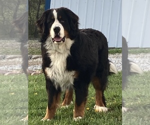 Father of the Bernese Mountain Dog puppies born on 04/01/2022