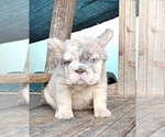 Small #2 French Bulldog