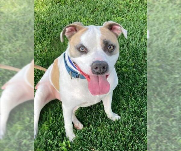 Medium Photo #2 American Staffordshire Terrier Puppy For Sale in Tracy, CA, USA