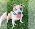 Small #1 American Staffordshire Terrier