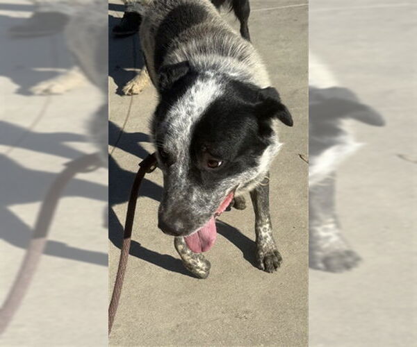 Medium Photo #1 Mutt Puppy For Sale in Santa Maria, CA, USA