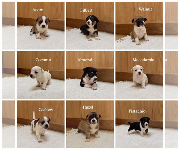 Medium Photo #5 Boston Huahua Puppy For Sale in Bellevue, WA, USA